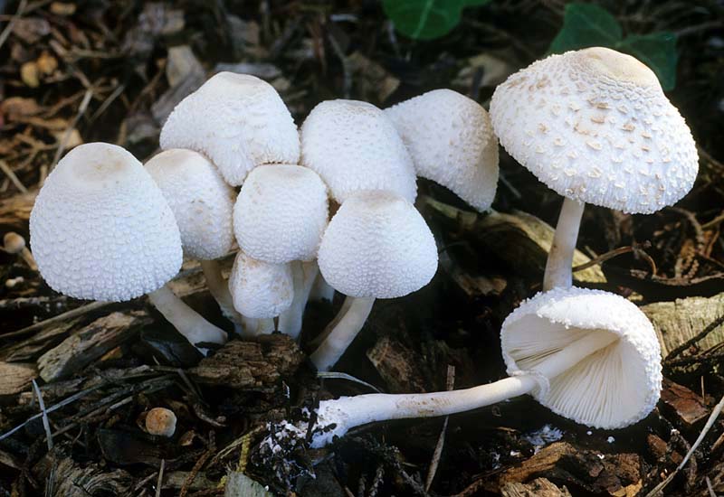 Leucocoprinus cepistipes